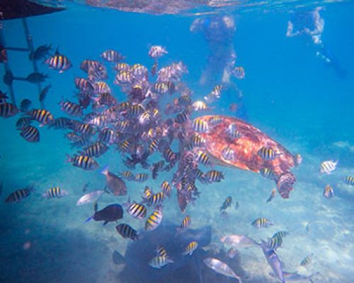 Inha Snorkel tour add